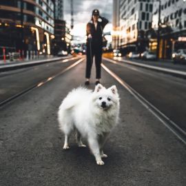 A dogsitter down the street of Atlanta